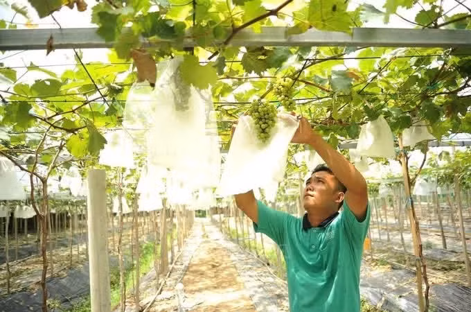 មាមីងបងប្អូនជនជាតិ ខ្មែរ ជាច្រើននៅលើភូមិសាស្ត្រឃុំ ទ្រីតូន (ខេត្ត អានយ៉ាង) បានក្លៀវក្លាវិនិយោគ អភិវឌ្ឍកសិកម្មនាំមកនូវប្រាក់ចំណូលស្ថិរភាព។ រូបថត៖ កុងម៉ាវ - ទីភ្នាក់ងារព័ត៌មានវៀតណាម