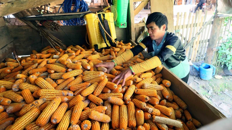 បងប្រុស យ៉ាងអានូ ជនជាតិ ម៉ុង នៅភូមិ ហួចៀន ឃុំ មឿងឡា ខេត្ត ស៊ើនឡា ស្តុកពោតដើម្បីបម្រើការអភិវឌ្ឍសត្វចិញ្ចឹមរបស់គ្រួសារ។