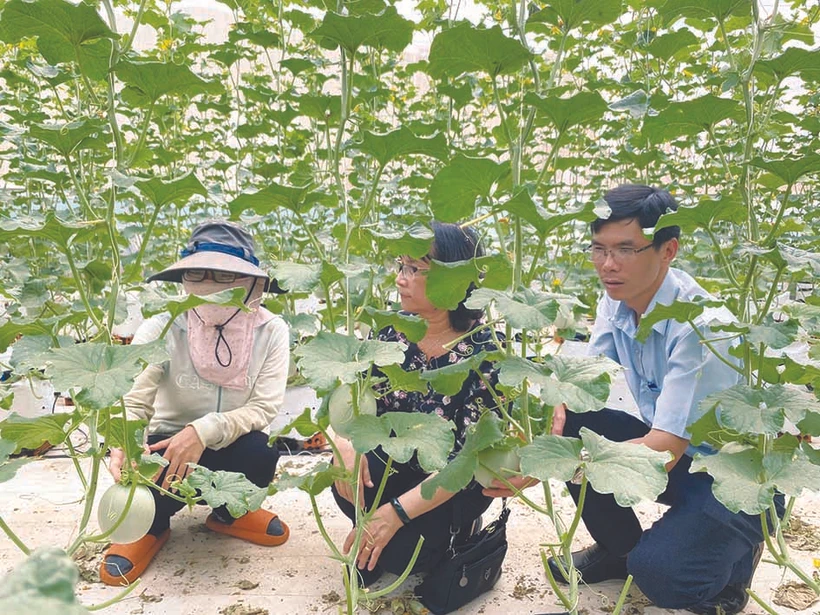 គំរូដាំត្រសក់ផ្អែមតាមបច្ចេកវិទ្យាខ្ពស់នៅទីរួមស្រុក ក្វាងភូ ស្រុក គឺ - មហ្ការ៍