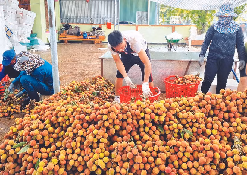 ការប្រមូលផលគូលែនរួមចំណែកដោះស្រាយការងារធ្វើជូនពលករតាមរដូវកាលជាច្រើននៅលើខ្ពង់រាប ដាក់ឡាក់