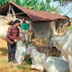 លោកស្រី ធីជឿល នៅភូមិ តាតែង ឃុំ ភូលើយ ស្រុក យ៉ាងថាញ់ ខេត្ត កៀនយ៉ាង មើលថែហ្វូងគោដែលត្រូវបានអាជ្ញាធរមូលដ្ឋានឧបត្ថម្ភដើម្បីរួចផុតពីភាពក្រីក្រ