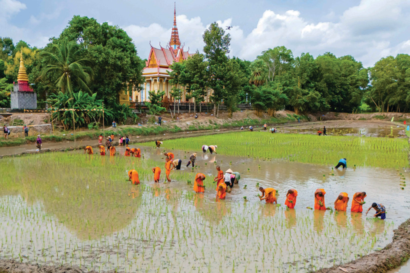 រូបភាពព្រះសង្ឃ មាមីងបងប្អូនពុទ្ធបរិស័ទ ខ្មែរ ព្យាយាមខ្នះខ្នែងស្ទូងសំណាបនៅអំពកស្រែជាង ២.០០០ ម៉ែត្រការ៉េនៅខាងក្រោយបរិវេណវត្តគីរីគុជ្ជរោទិ៍ឥសីសិទ្ធី (រោទិ៍) បានបង្កើតផ្ទាំងគំនូរជនបទមួយផ្ទាំងដ៏សុខក្សេមក្សាន្តនិងពោរពេញដោយកម្លាំងរស់រាន