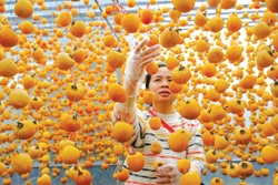 ខ្សែចង្វាក់វេចខ្ចប់ផលិតផលតែបម្រើទីផ្សារនាំចេញរបស់អង្គភាពមួយនៅទីក្រុង បាវឡុក - ធានីនៃពាណិជ្ជសញ្ញា "តែ ប្លាវ"