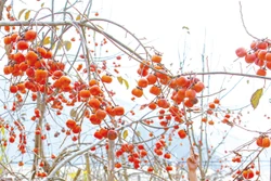 កុមារជនជាតិ ម៉ុង លេងកម្សាន្ត ក្រោមបណ្តាគល់ទន្លាប់នៅ ជ្រលងភ្នំ ណាកា សង្កាត់ ម៉ុកចូវ (ខេត្ត សឺនឡា)។