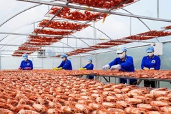 ភូមិរបរប្របមាត់សមុទ្រខេត្ត កាម៉ៅ អ៊ូអរឈានចូលរដូវចូលឆ្នាំវៀតណាម