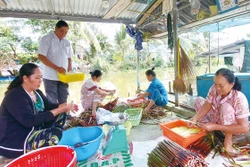 ការដាំប្លុងខ្ទឹមលើដីអន្លង់នាំមកនូវប្រាក់ចំណូលខ្ពស់