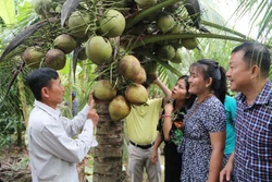 ម្ចាស់ចម្ការ កាវ វ៉ាន់លុង (ឆ្វេង) ឃុំ ហ្វាតឹន ស្រុក កូវកែ ឧទេ្ទសនាមដូងខ្ទិះជាមួយភ្ញៀវទេសចរ។ រូបថត៖ ថាញ់ហ្វា