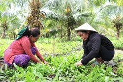 សេដ្ឋកិច្ចសមូហភាពបង្កើតបង្កោលជំហរសម្រាប់កសិកម្មបៃតង