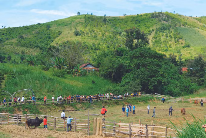 បុណ្យចូលឆ្នាំថ្មីជនជាតិ ម៉ុង នៅលើខ្ពង់រាបខេត្ត ដាក់ឡាក់ ảnh 3