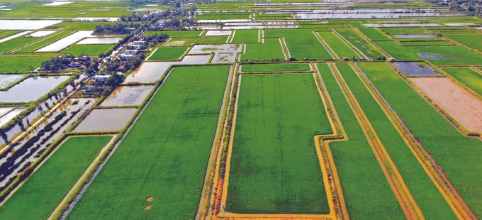 "បង្កងឱបដើមស្រូវ" ជម្នះទីផ្សារ ảnh 1