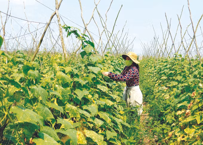 ក្លាយជាអ្នកមានលើផ្ទៃដីធ្វើស្រែមិនសូវមានប្រសិទ្ធភាព ảnh 3