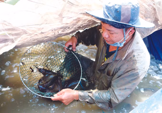 ក្លាយជាអ្នកមានលើផ្ទៃដីធ្វើស្រែមិនសូវមានប្រសិទ្ធភាព ảnh 1