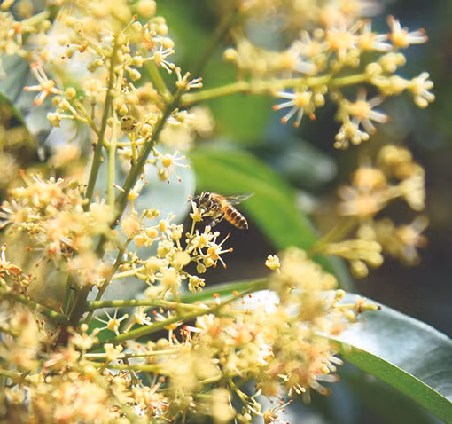 ឃុំ ដុកឡឹប អភិវឌ្ឍរបរចិញ្ចឹមឃ្មុំយកទឹកឃ្មុំ ảnh 2