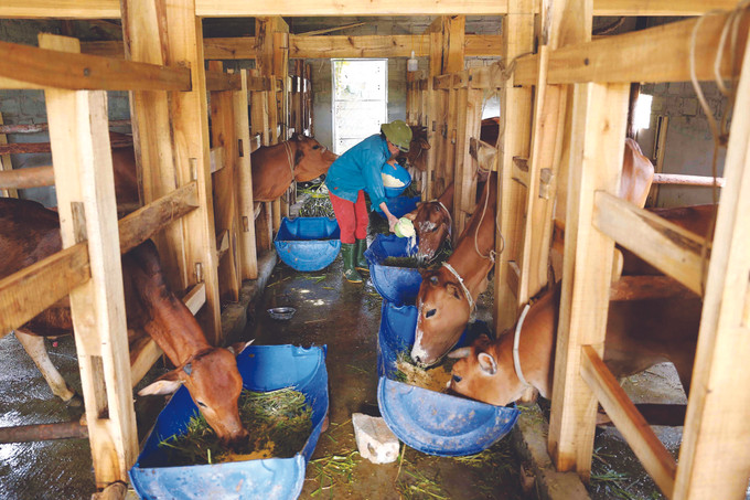 វិធានការមួយចំនួនក្នុងការបង្ការកម្ចាត់ជំងឺតម្កាត់អោយសត្វចិញ្ចឹមក្នុងរដូវភ្លៀងព្យុះ ảnh 1