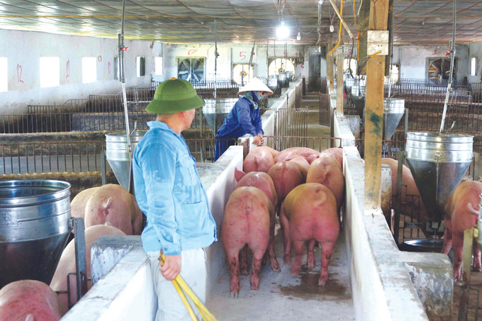 វិធានការមួយចំនួនក្នុងការបង្ការកម្ចាត់ជំងឺតម្កាត់អោយសត្វចិញ្ចឹមក្នុងរដូវភ្លៀងព្យុះ ảnh 2