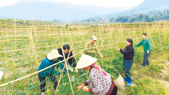 ខេត្ត ឡាយចូវ មិនបោះបង់អ្នកក្រីក្រនៅខាងក្រោយឡើយ ảnh 1