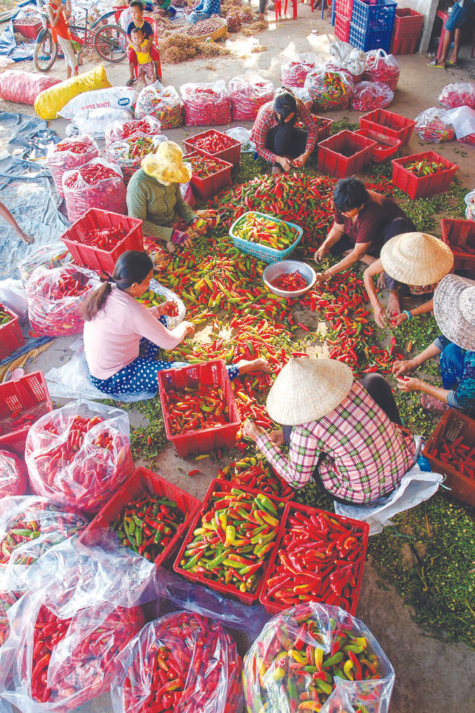 ម្ទេសជាប្រភេទដំណាំបើកចេញនូវទិសដៅសមស្របក្នុងការលើកបង្កើនប្រសិទ្ធភាពនៅលើផ្ទៃដីដាំដុះនៅទីរួមខេត្ត វិញចូវ (ខេត្ត សុកត្រាំង) ការរួមកម្លាំងគ្នា ពុះពារជម្នះជំងឺរាតត្បាតសកលនៅតំបន់បងប្អូនជនជាតិ ខ្មែរ ណាមបូ ảnh 4