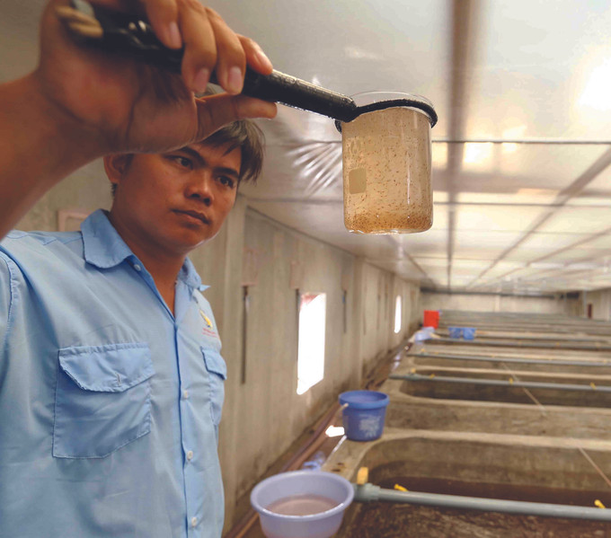 គួរតែជ្រើសរើសកូនបង្គាពូជមានប្រភពដើមកំណើតនិងត្រូវបានឲ្យស៊ីចំណីដែលមានដើមកំណើតពីសារ៉ាយ បទពិសោធន៍ក្នុងការជ្រើសរើសបង្គាពូជមានគុណភាព ảnh 1