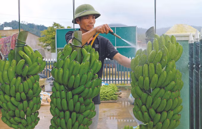 ឃុំ ដាក្នាង ជំរុញខ្លាំងក្លាការបង្កបង្កើនផលកសិកម្មដើម្បីលុបបំបាត់ភាពក្រីក្រ ảnh 3