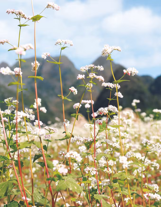 រដូវផ្កាបាក់វីតនៅខេត្ត ហាយ៉ាង ảnh 1