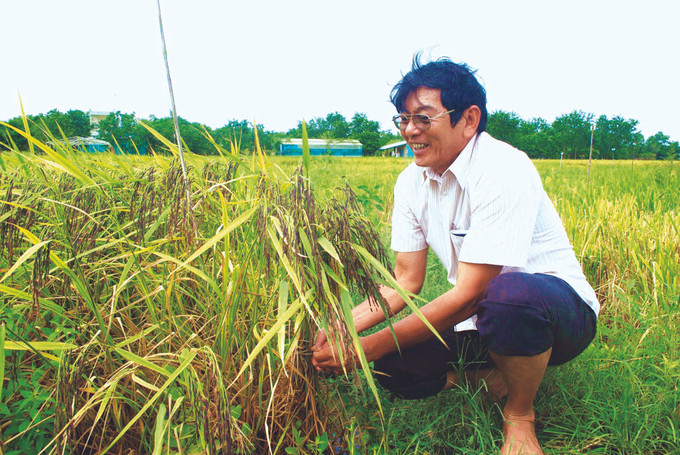 វីរពលកម្ម ហូក្វាងកួ ជាមួយពូជស្រូវក្រអូបផលិតផលពិសេសប្រចាំតំបន់របស់ខេត្ត សុកត្រាំង ST25 - មោទនភាពពាណិជ្ជសញ្ញាអង្ករ វៀតណាម ảnh 1
