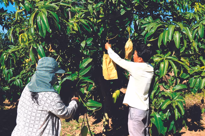 ខេត្ត ប៊ិញធន់ លើកកម្ពស់ជីវភាពរស់នៅតំបន់បងប្អូនជនជាតិ ảnh 3