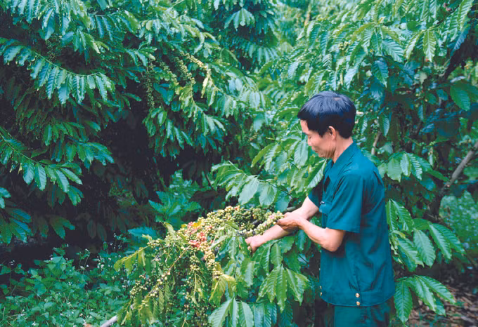 ខេត្ត ប៊ិញធន់ លើកកម្ពស់ជីវភាពរស់នៅតំបន់បងប្អូនជនជាតិ ảnh 4
