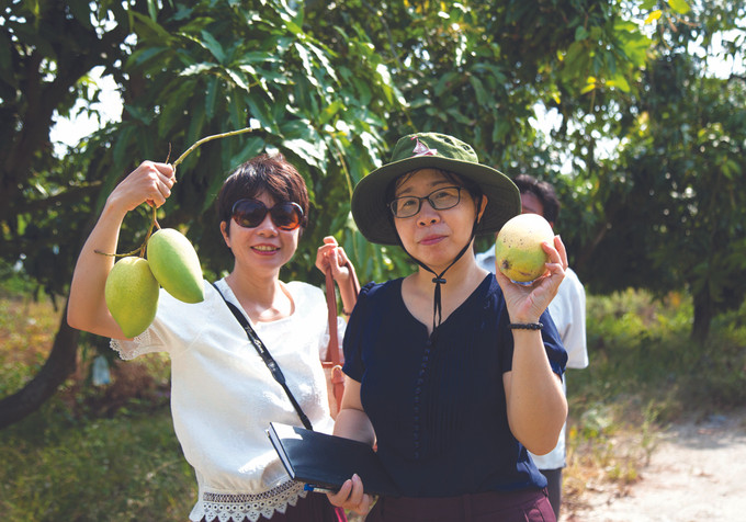 ផលិតផលស្វាយកាតហ្វាឡុក តាមស្តង់ដារ VietGAP ស្វាយ កាតហ្វាឡុក ảnh 3