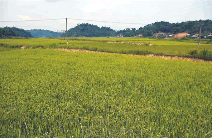 វាលស្រែខៀវស្រងាត់ទាំងឡាយ លាតសន្ធឹងវែងអន្លាយលើដែនដីមូលដ្ឋានបដិវត្តន៍ មឿងផាំង ការផ្លាស់ប្តូរថ្មីនៅដែនដីមូលដ្ឋានបដិវត្តន៍ មឿងផាំង ảnh 3