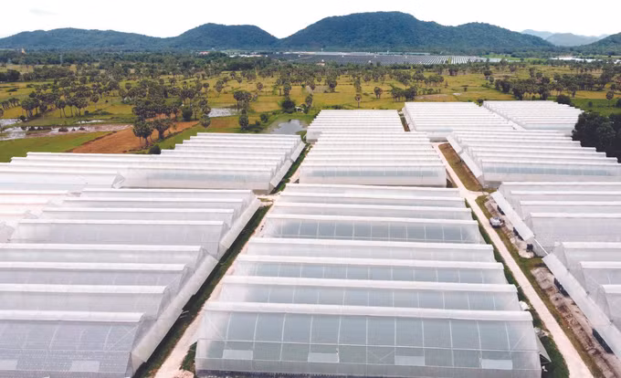 ផ្ដោះប្ដូរពាណិជ្ជកម្មនៅតំបន់ព្រំដែនខេត្ត អានយ៉ាង ảnh 7