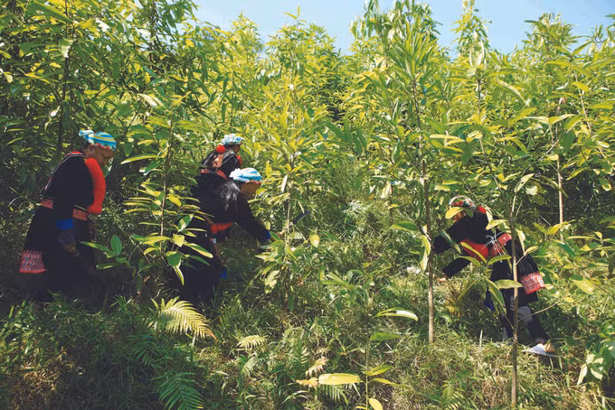 ខេត្ត កាវបាំង ថែរក្សាពណ៌បៃតងអោយព្រៃឈើ ảnh 8