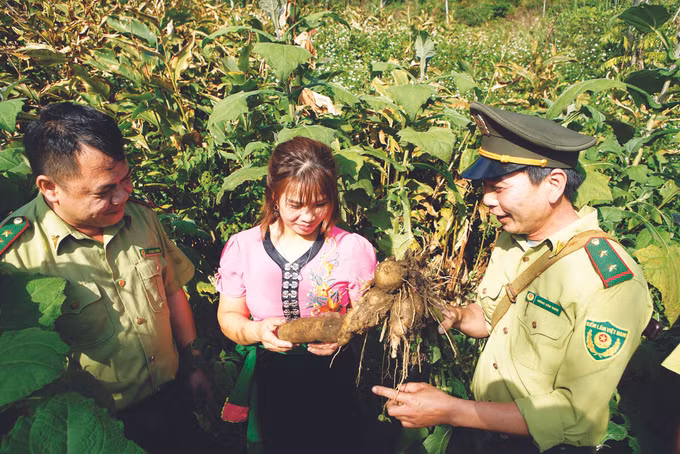 ខេត្ត កាវបាំង ថែរក្សាពណ៌បៃតងអោយព្រៃឈើ ảnh 2