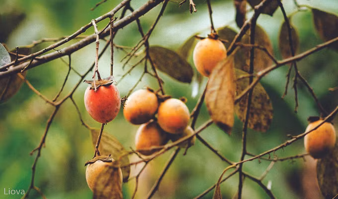 និទាឃរដូវប្រកបដោយភាពសម្បូរសប្បាយនៅតំបន់ខ្ពស់នៃខេត្ត បាក់កាន ảnh 2