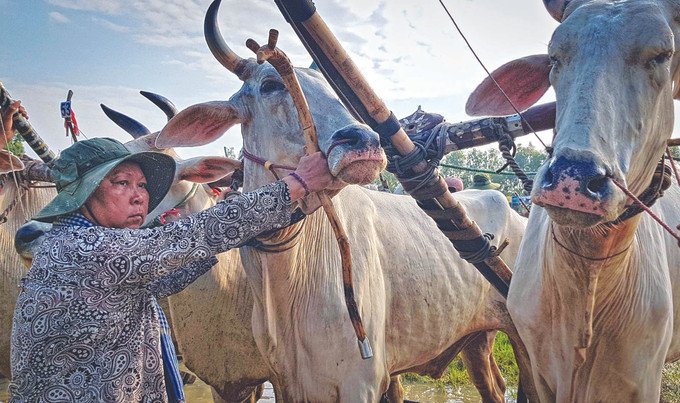 នៅតំបន់ បៃនូយ ចំណុះភូមិសាស្រ្តស្រុកពីរគឺ ទ្រីតូន និង ទិញបៀន (ខេត្ត អានយ៉ាង) ការប្រណាំងគោមិនត្រឹមតែទុកដោយឡែកសម្រាប់តែបុរសភេទនោះទេ ពិធីប្រណាំងគោនៅតំបន់ បៃនូយ ảnh 2
