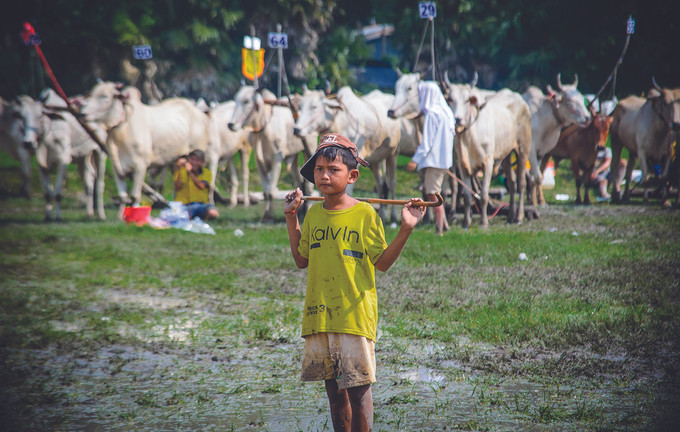 មុខវិជ្ជាកីឡាប្រណាំងគោមានភាពទាក់ទាញពិសេស កីឡាករជាច្រើនត្រូវបានយកចិត្តទុកដាក់បណ្តុះបណ្តាលតាំងពីតូច ពិធីប្រណាំងគោនៅតំបន់ បៃនូយ ảnh 3