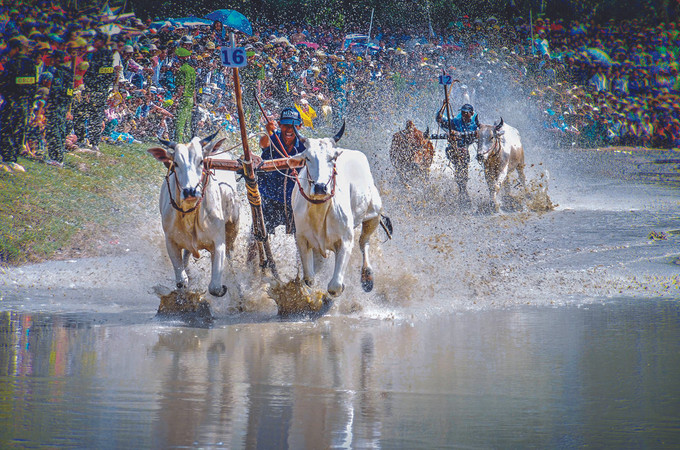 ឈានចូលពិធីប្រណាំង គោមួយនឹមៗ នឹងចាប់ឆ្នោតប្រកួតហើយត្រូវប្រកួតជម្រើសដោយផ្ទាល់ ពិធីប្រណាំងគោនៅតំបន់ បៃនូយ ảnh 1