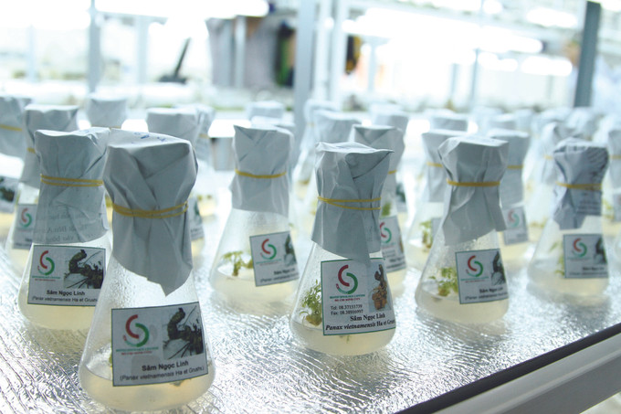 ទីក្រុង ហូជីមិញ ជំរុញកសិកម្មឆ្លាតវៃ ảnh 2