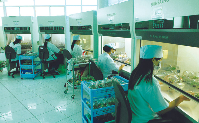 ទីក្រុង ហូជីមិញ ជំរុញកសិកម្មឆ្លាតវៃ ảnh 3