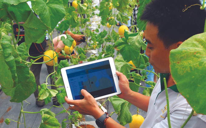 ទីក្រុង ហូជីមិញ ជំរុញកសិកម្មឆ្លាតវៃ ảnh 1