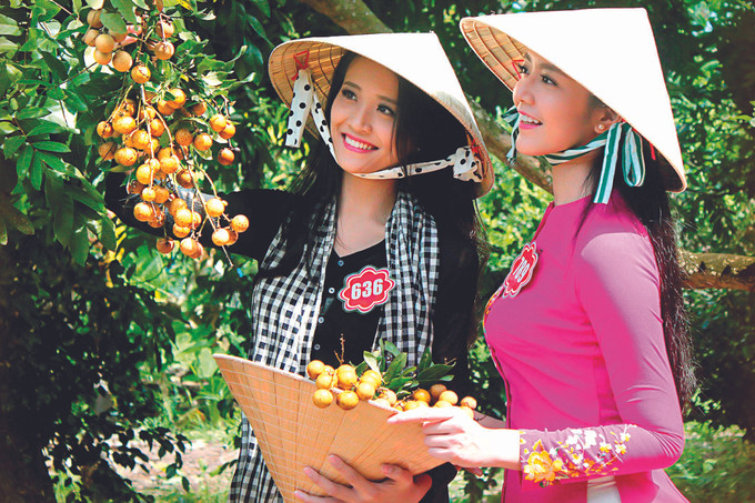 នៅពេលចូលរដូវប្រមូលផលចម្ការមៀន ថាញ់ញ៉ាន បាកលៀវ ក្លាយទៅជាចំណុចទស្សនាទាក់ទាញយុវជន យុវនារីជាច្រើន ពូជមៀន ថាញ់ញ៉ាន នៅ បាកលៀវ ảnh 4
