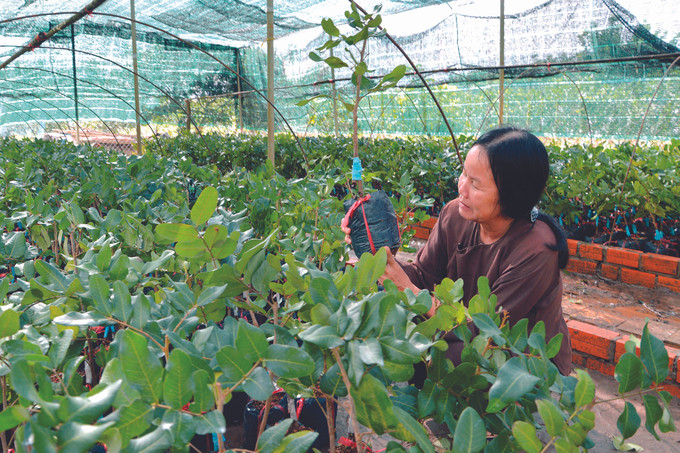អ្នកស្រី ត្រឹនកៀវ ពិនិត្យមើលកូនមៀនពូជ ថាញ់ញ៉ាន នៅថ្នាលបណ្តុះកូនឈើរបស់គ្រួសារនៅឃុំ ហៀបថាញ់ ទីក្រុង បាក លៀវ (ខេត្ត បាកលៀវ) ពូជមៀន ថាញ់ញ៉ាន នៅ បាកលៀវ ảnh 3