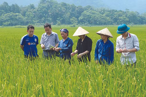 ស្នាមដានអនុស្សាវរីយ៍នៃ “ប្រជាចលនាប៉ិនប្រសប់” នៅតំបន់ចុងប៉ូចនាភាគខាងជើងនៃមាតុភូមិ ảnh 1