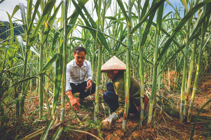 កម្មាភិបាលនៃគណៈកម្មាធិការប្រជាជនឃុំ ថាច់អៀន ស្រុក កាវផុង (ខេត្ត ហ្វាប៊ិញ) រួមជាមួយមាមីងបងប្អូនប្រជាកសិករពិនិត្យមើលរបៀបដាំអំពៅដើម្បីមានវិធីសាស្ត្រដាំអំពៅមានប្រសិទ្ធភាពជាង គោលនយោបាយជនជាតិជួយកែលម្អជីវភាពរស់នៅនៃក្រុមគ្រួសារក្រីក្រជាច្រើន ảnh 1