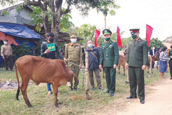 បញ្ជាការដ្ឋានប៉ុស្តិ៍ការពារព្រំដែនខេត្ត ក្វាងទ្រី សហការជាមួយគណៈកម្មាធិការប្រជាជនស្រុក ហឿងហ្វា និងគណៈកម្មាធិការបក្ស អាជ្ញាធរស្រុក សែប៉ន់ ខេត្ត សុវណ្ណខេត្ត (ប្រទេស ឡាវ) ប្រគល់ជូនគោពូជដល់បណ្តាក្រុមគ្រួសារដែលមានស្ថានភាពលំបាកលំបិននៅទីរួមស្រុក ឡាវបាវ ស្រុក ហឿងហ្វា ភក្ដីភាពនៅតំបន់ជាយដែន ảnh 1