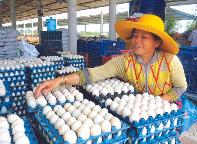 មានប្រាក់ចំណូលខ្ពស់ពីការចិញ្ចឹមទាយកពងលក់ ảnh 3