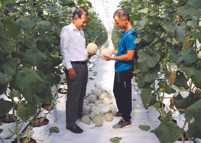 កសិករខេត្ត និញធន់ ជំរុញយ៉ាងខ្លាំងក្លាការអនុវត្តវិទ្យាសាស្ត្របច្ចេកទេសក្នុងផលិតកម្ម ảnh 2