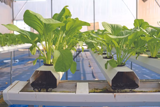 កសិករខេត្ត និញធន់ ជំរុញយ៉ាងខ្លាំងក្លាការអនុវត្តវិទ្យាសាស្ត្របច្ចេកទេសក្នុងផលិតកម្ម ảnh 1