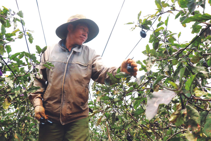 ដាំត្រប់វែង ជប៉ុន - ទិសដៅថ្មីនៅ អៀតឹន ảnh 2