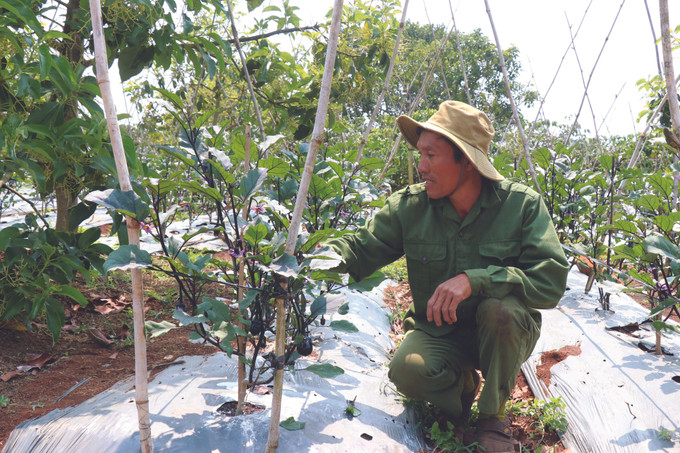 ដាំត្រប់វែង ជប៉ុន - ទិសដៅថ្មីនៅ អៀតឹន ảnh 1