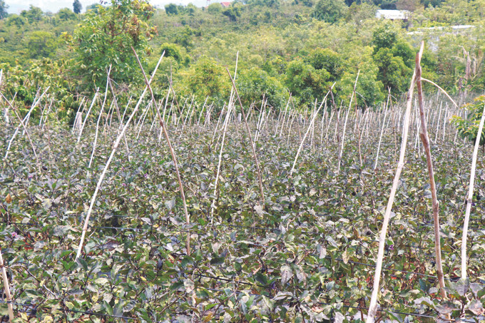 ដាំត្រប់វែង ជប៉ុន - ទិសដៅថ្មីនៅ អៀតឹន ảnh 3